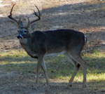 deer geese ducks texas